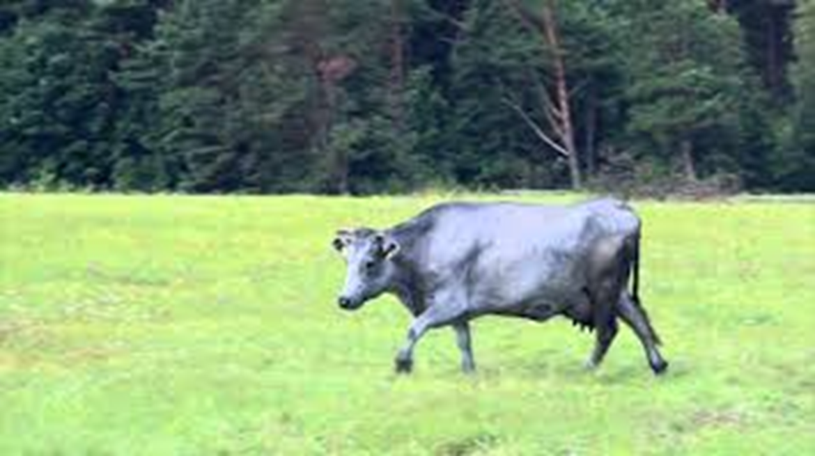 Heifer Foundation approach and examples of success in the Baltic States